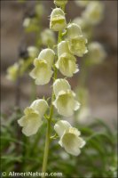 Digitalis obscura