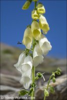 Digitalis purpurea
