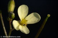 Diplotaxis ilorcitana