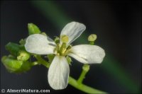 Diplotaxis ilorcitana