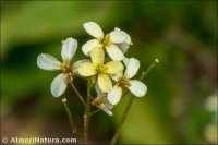 Diplotaxis ilorcitana