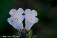 Echium creticum
subsp. granatense