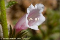 Echium creticum
ssp granatense