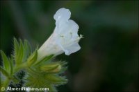 Echium sabulicola
subsp. decipiens