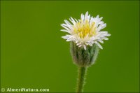 Erigeron major