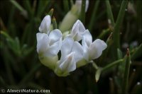 Erinacea anthyllis