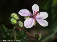 Erodium ciconium