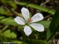Erodium cicutarium