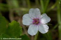 Erodium malacoides
