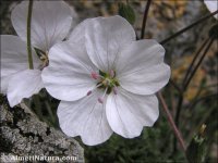Erodium valentinum