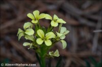 Erysimum nevadense