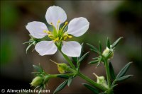 Fagonia cretica
