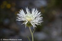 Galactites tomentosus