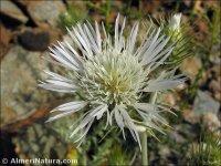 Galactities tomentosus