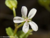 Geranium lucidum