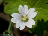 Geranium molle