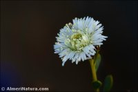 Globularia alypum