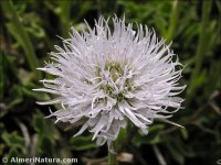Globularia spinosa