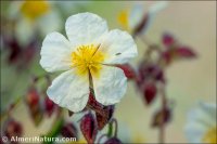 Helianthemum alypoides