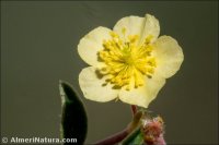 Helianthemum cinereum
subsp. rotundifolium