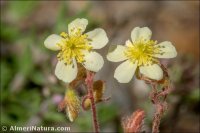 Helianthemum cinereum
subsp. rotundifolium