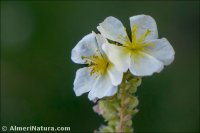 Helianthemum syriacum