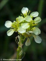 Hirschfeldia incana