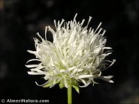 Jasione montana