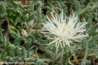 Jurinea humilis