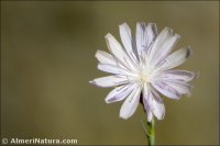 Lactuca tenerrima