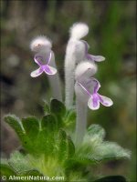 Lamium amplexicaule