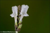 Lavandula multifida