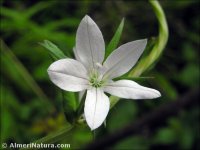 Legousia scabra