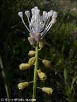 Leopoldia comosa
