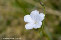Linum narbonense