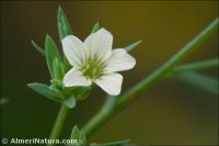 Linum strictum