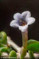 Lycium intricatum