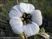 Malva subovata