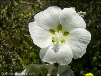 Malva subovata