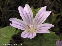 Malva sylvestris