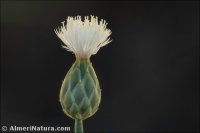 Mantisalca duriaei