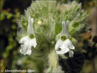 Marrubium supinum