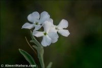 Matthiola lunata