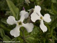 Matthiola tricuspidata