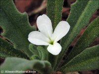 Mattiola parviflora