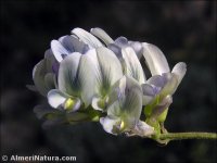 Medicago sativa