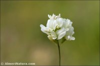 Medicago sativa