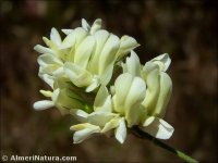 Medicago sativa