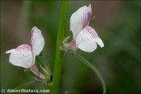 Misopates oriontium