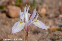 Moraea sisyrinchium